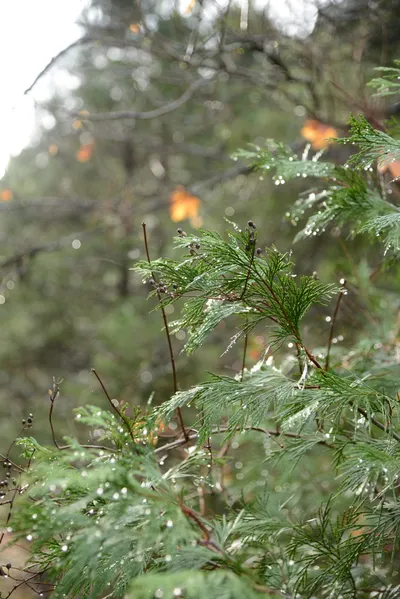 DSC_0895 (Large).JPG